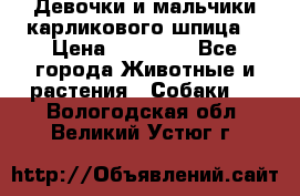 Девочки и мальчики карликового шпица  › Цена ­ 20 000 - Все города Животные и растения » Собаки   . Вологодская обл.,Великий Устюг г.